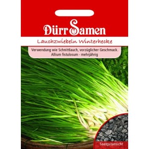 Dürr Samen Lauchzwiebeln Winterhecke Saatgutpackung: Grüne Pflanzen, schwarze Samen. Gemüsesamen Allium fistulosum.