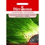 Dürr Samen Lauchzwiebeln Winterhecke Saatgutpackung: Grüne Pflanzen, schwarze Samen. Gemüsesamen Allium fistulosum.