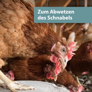 Hühner picken Quiko Mineral-Gritstein zur Schnabelpflege, Vogel-Ergänzungsfutter.