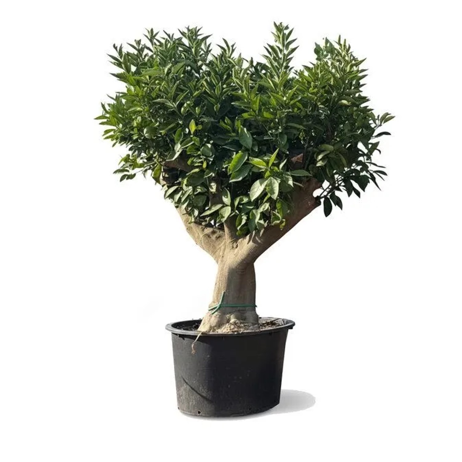 Sunny-Tree Orangenbaum XXL Großer 220 cm Citrus Sinensis Obstbaum Fruchtbildend 50 Jähriger Orangenbaum