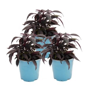 Set aus 3 violetten Süßkartoffel Pflanzen (Ipomoea batatas) im 12cm Topf für Beet und Balkon.