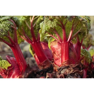 Blu Bio-Rhabarber im Topf (Ø 12cm) mit roten Stielen und grünen Blättern.
