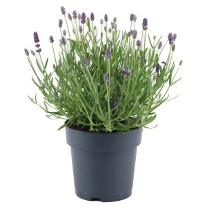 Lavendel online kaufen bei OBI