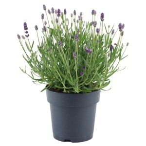 Blühender GROW by OBI Lavendel Felice im Topf, violette Blütenstände und grüne Blätter.