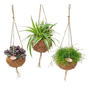 Grünpflanzen-Sortiment in Kokodama-Ampeln, verschiedene Arten zur Auswahl.