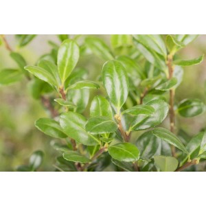 Nahaufnahme: Ilex crenata 'Robustico' Kugel, 40 cm, immergrüne Heckenpflanze mit glänzenden, grünen Blättern.
