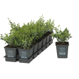 Mehrere Spindelsträucher (Euonymus fortunei) im 9 cm Topf, bereit zum Einpflanzen.