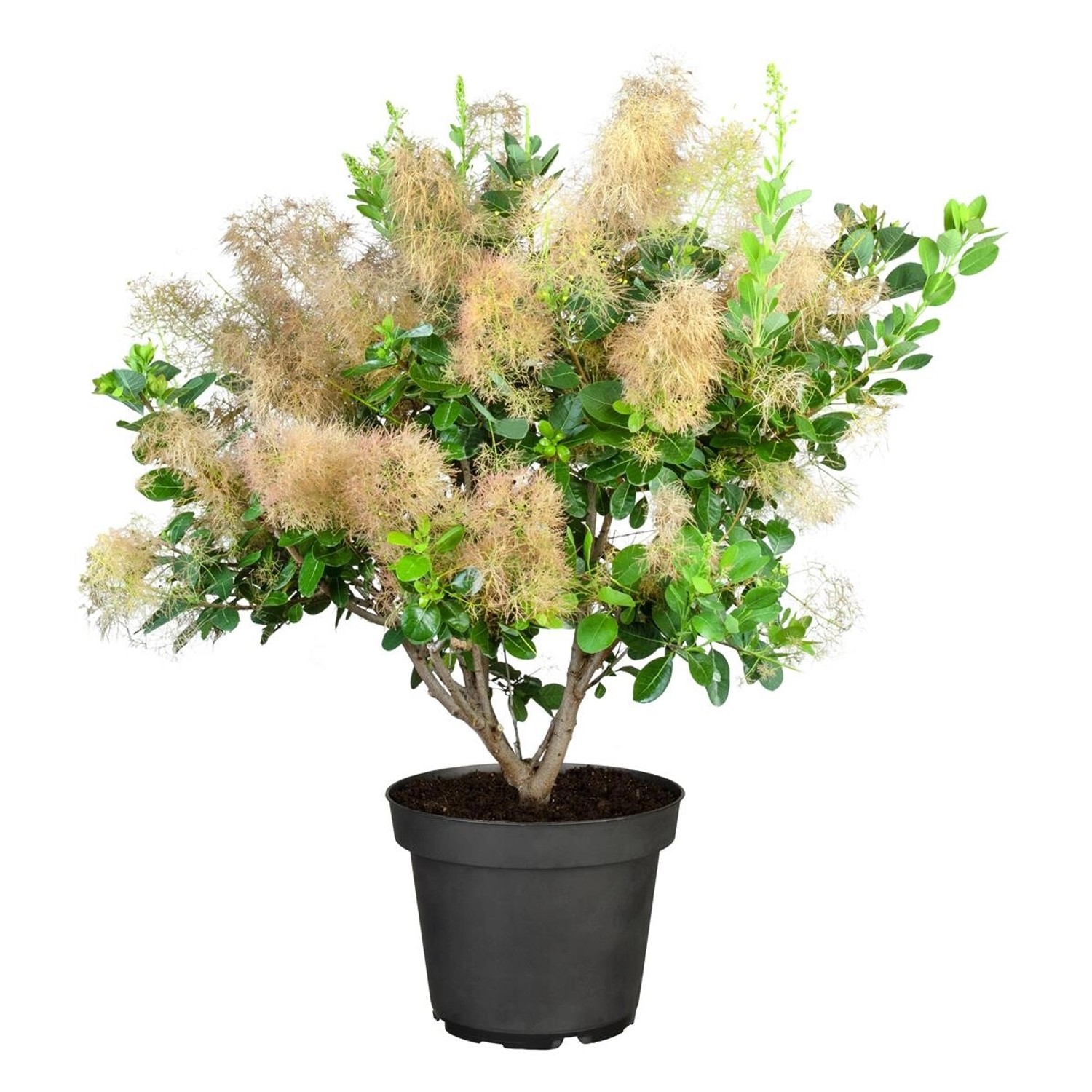 Cotinus Coggygria Young Lady Perückenstrauch Kompakt 40–60 cm günstig online kaufen