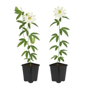 2er Set Passionsblume 'Avalanche' im Topf. Exotische Kletterpflanze mit weißen Blüten und grünen Blättern.