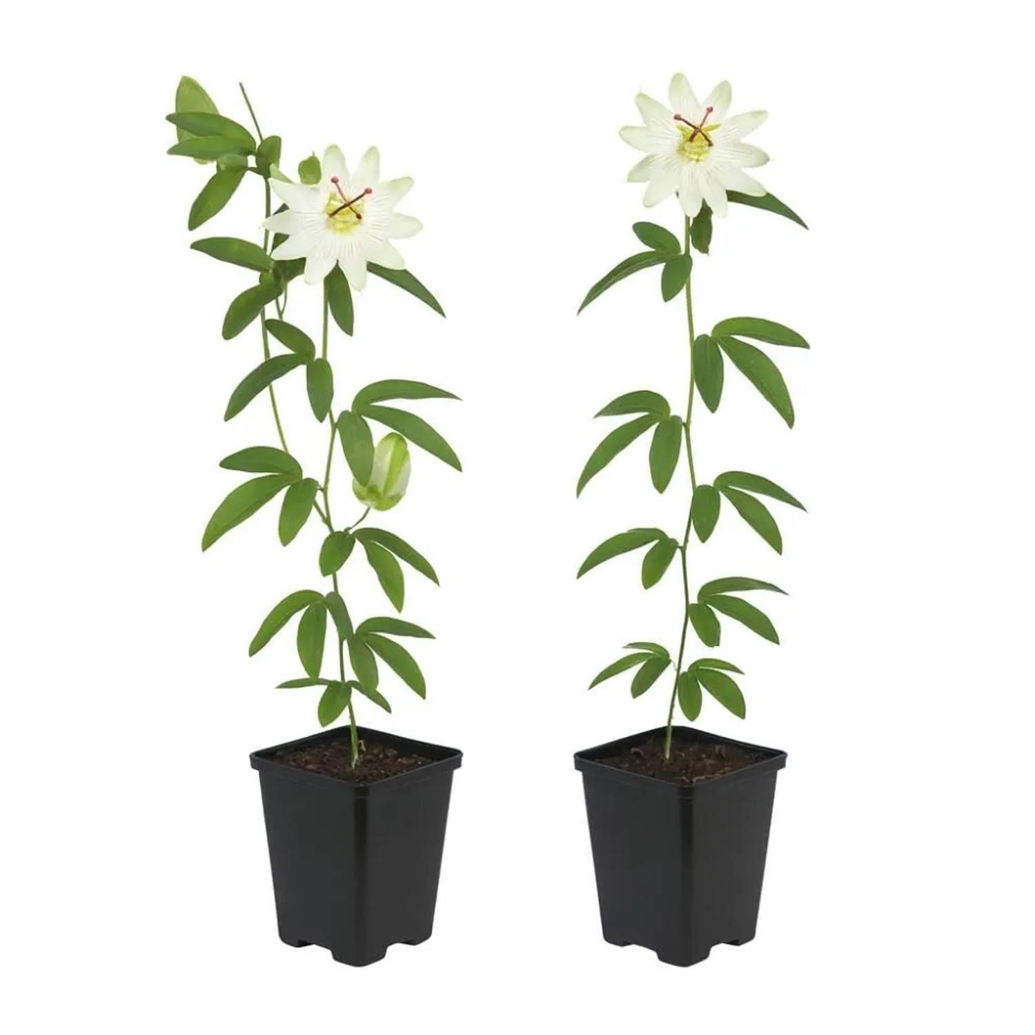 Exotenherz Kletterpflanzen Passionsblume Passiflora Avalanche 2er Set 11cm Topf