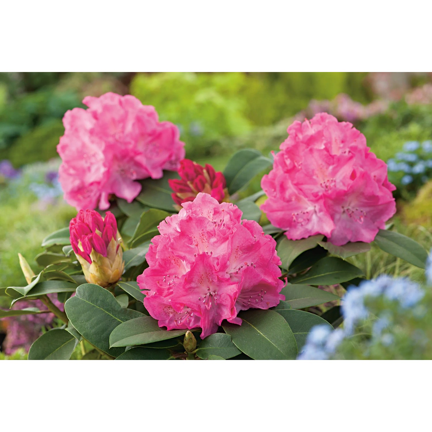 rhododendron heel Coastal Sugar main image 0