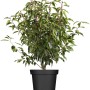 Portugiesischer Kirschlorbeer Angustifolia im Topf, ca. 100 cm hoch, immergrüne Heckenpflanze.