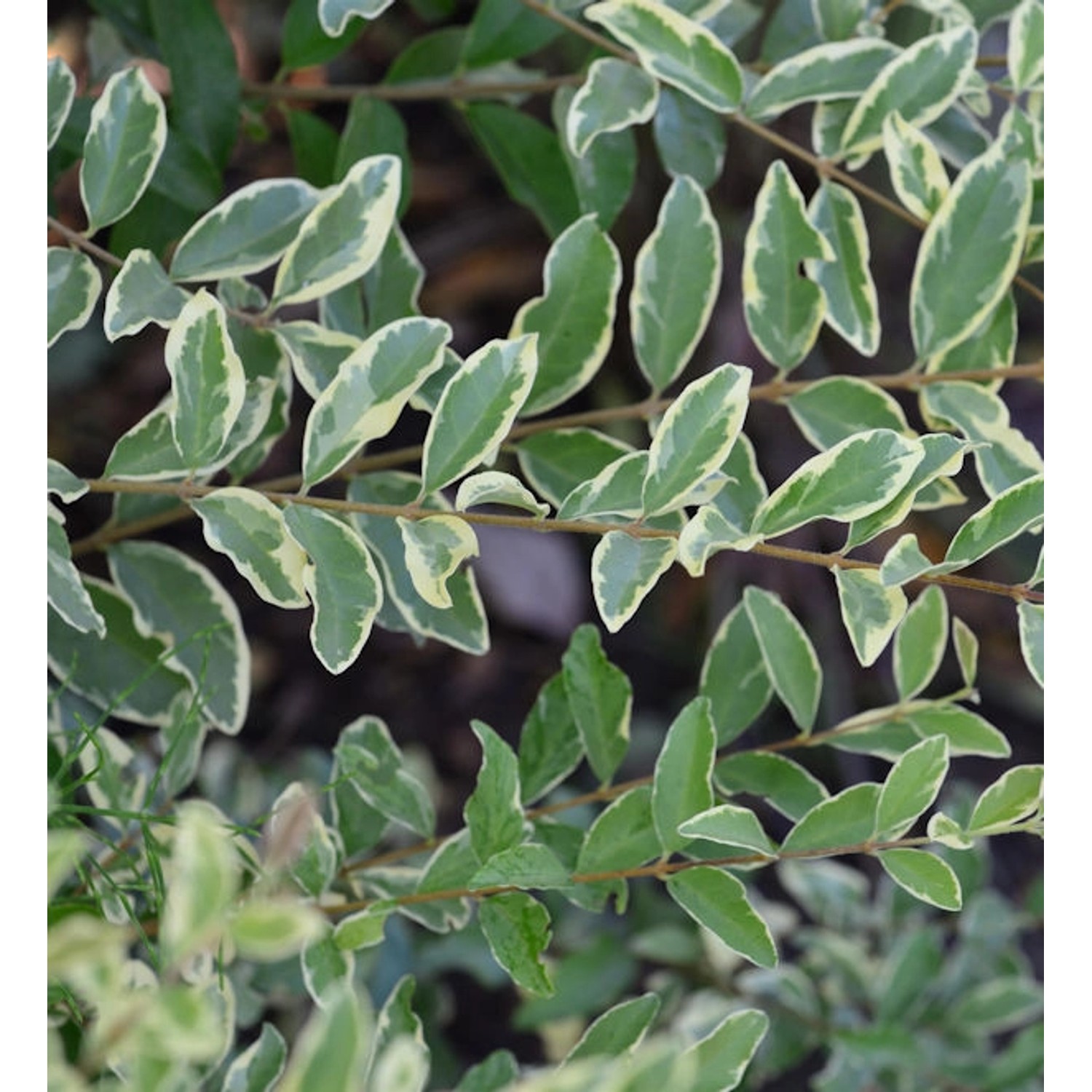 Bewimperter Liguster Musli 60-80cm - Ligustrum ibota günstig online kaufen