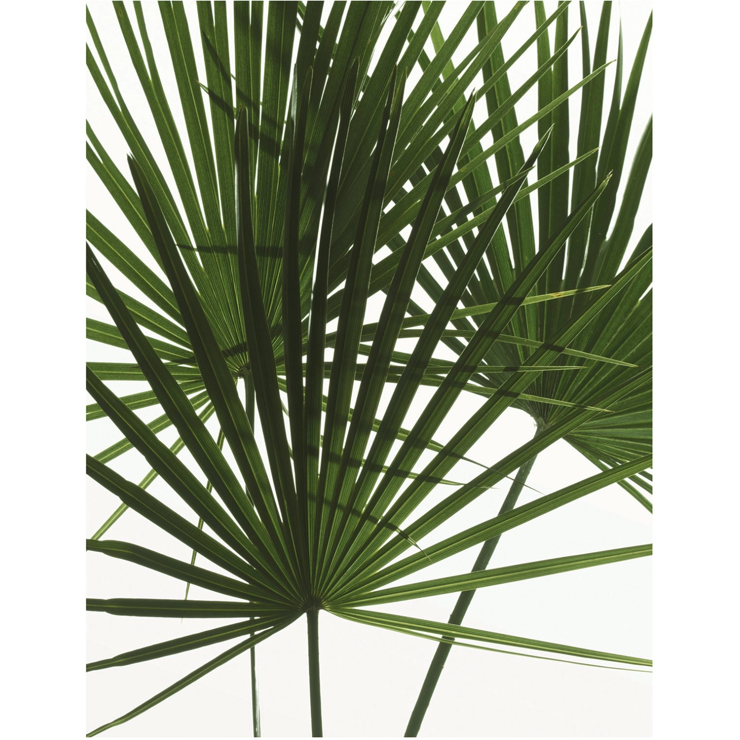 Komar Wandbild Palmtree Leaves 40 x 50 cm