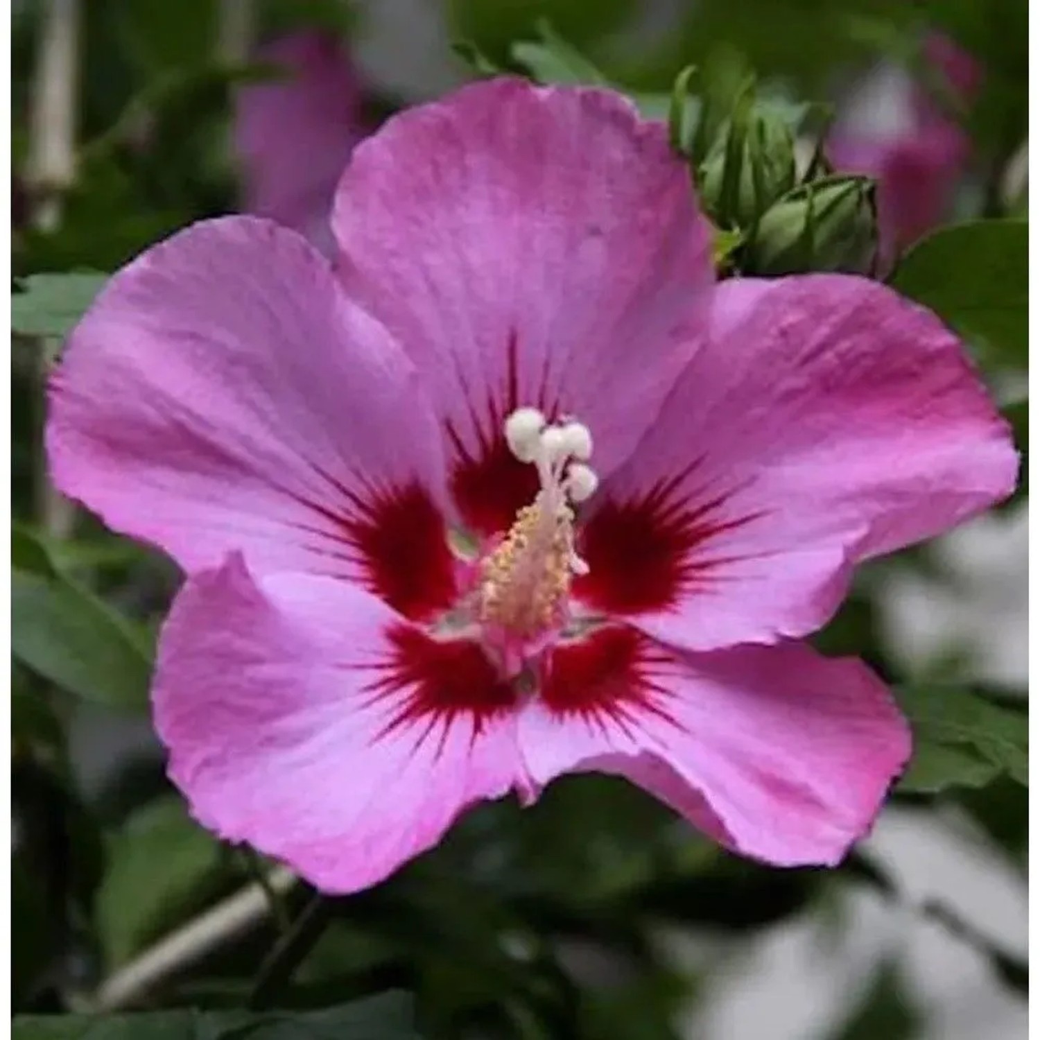 Garteneibisch Aphrodite 40-60cm - Hibiscus