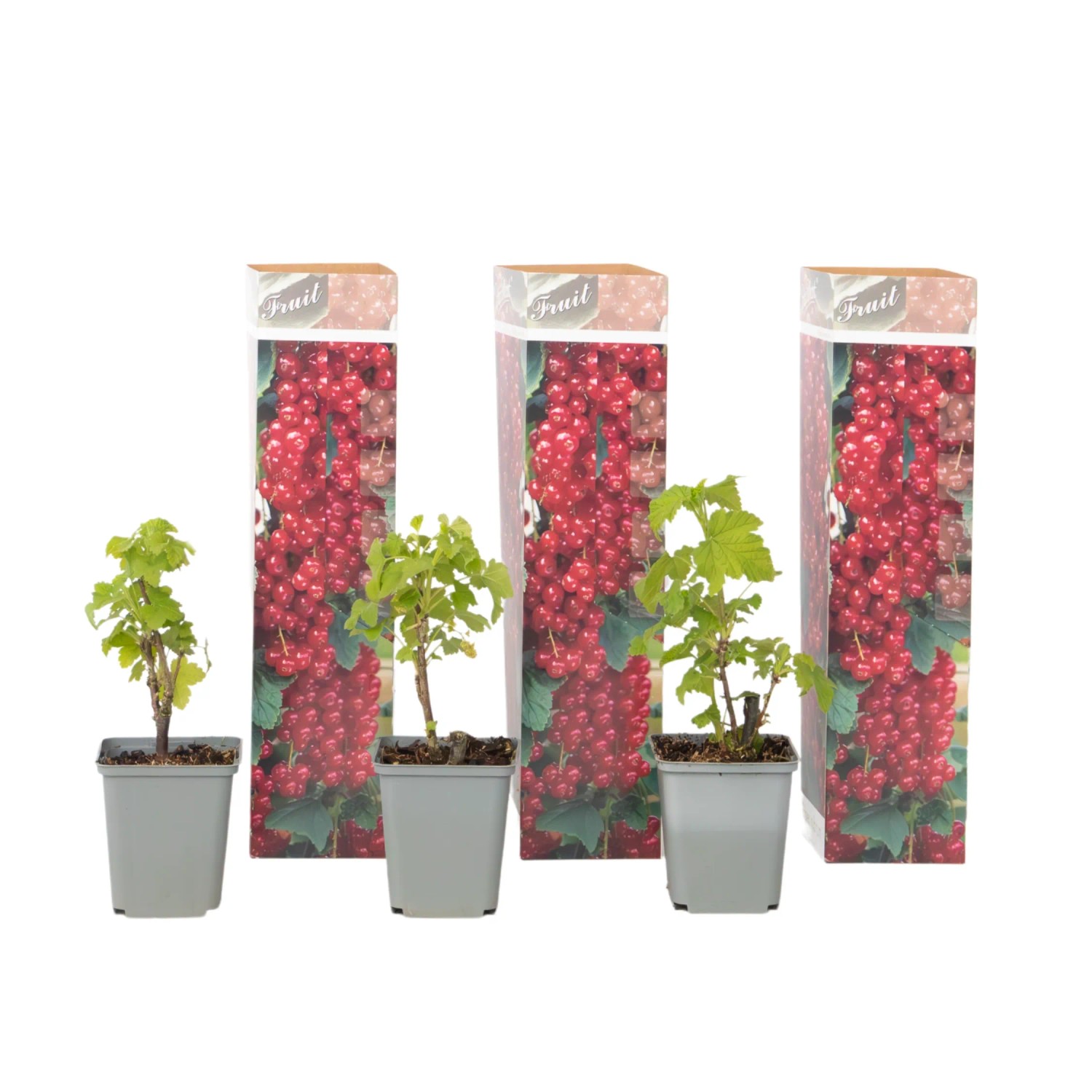 Plant In A Box Rote Johannisbeeren X3  Ribes Rubrum 'Aalbes' Höhe 25cm Ø9 Rot