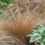Foto einer Carex Acuta Sumpf-Segge im 9x9 cm Topf. Das Ziergras hat braune Halme und ist buschig.