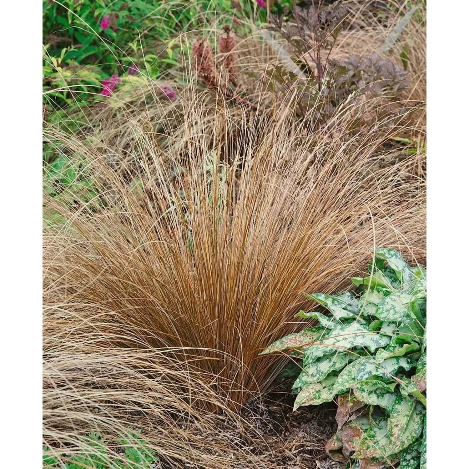 Foto einer Carex Acuta Sumpf-Segge im 9x9 cm Topf. Das Ziergras hat braune Halme und ist buschig.