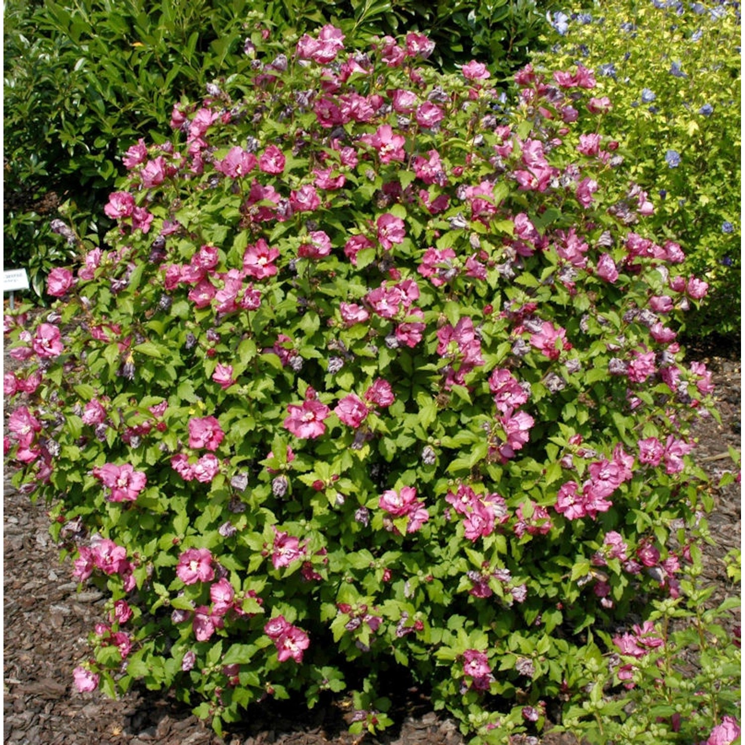 Garteneibisch Sup Bridge 60-80cm - Hibiscus günstig online kaufen