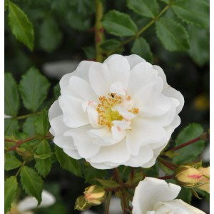 Nahaufnahme einer weißen Bodendeckerrose Diamant mit gelber Mitte und grünen Blättern.