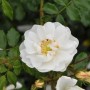Nahaufnahme einer weißen Bodendeckerrose Diamant mit gelber Mitte und grünen Blättern.