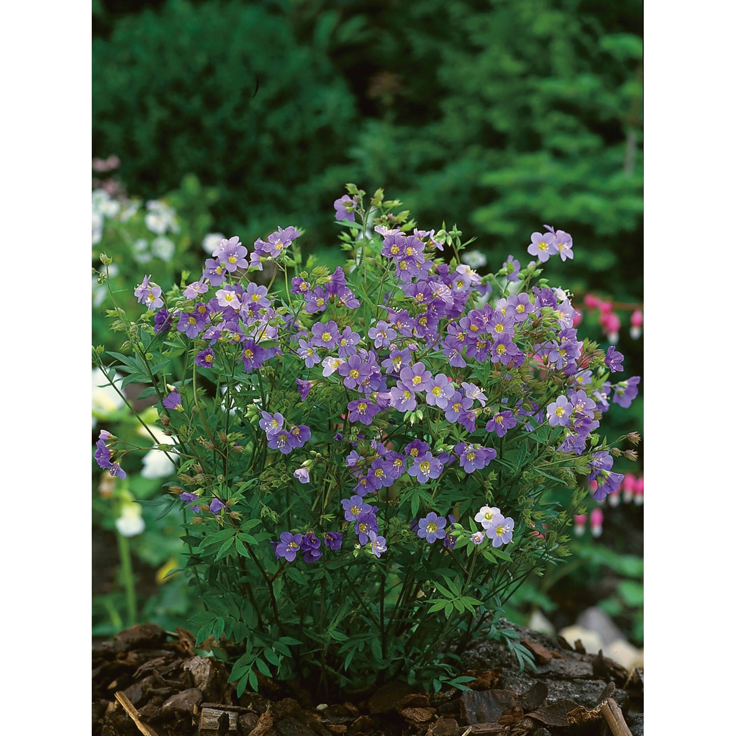 Garten-Jakobsleiter Blue Pearl Blau Topf-Ø ca. 9 cm x 9 cm Polemonium günstig online kaufen