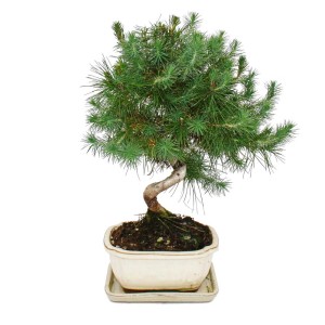Exotenherz Bonsai: Aleppo-Kiefer (Pinus halepensis) in Keramikschale, ca. 30cm hoch.