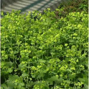 Frauenmantel 'Thriller' (Alchemilla mollis) mit hellgrünen Blüten und Blättern.