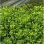 Frauenmantel 'Thriller' (Alchemilla mollis) mit hellgrünen Blüten und Blättern.