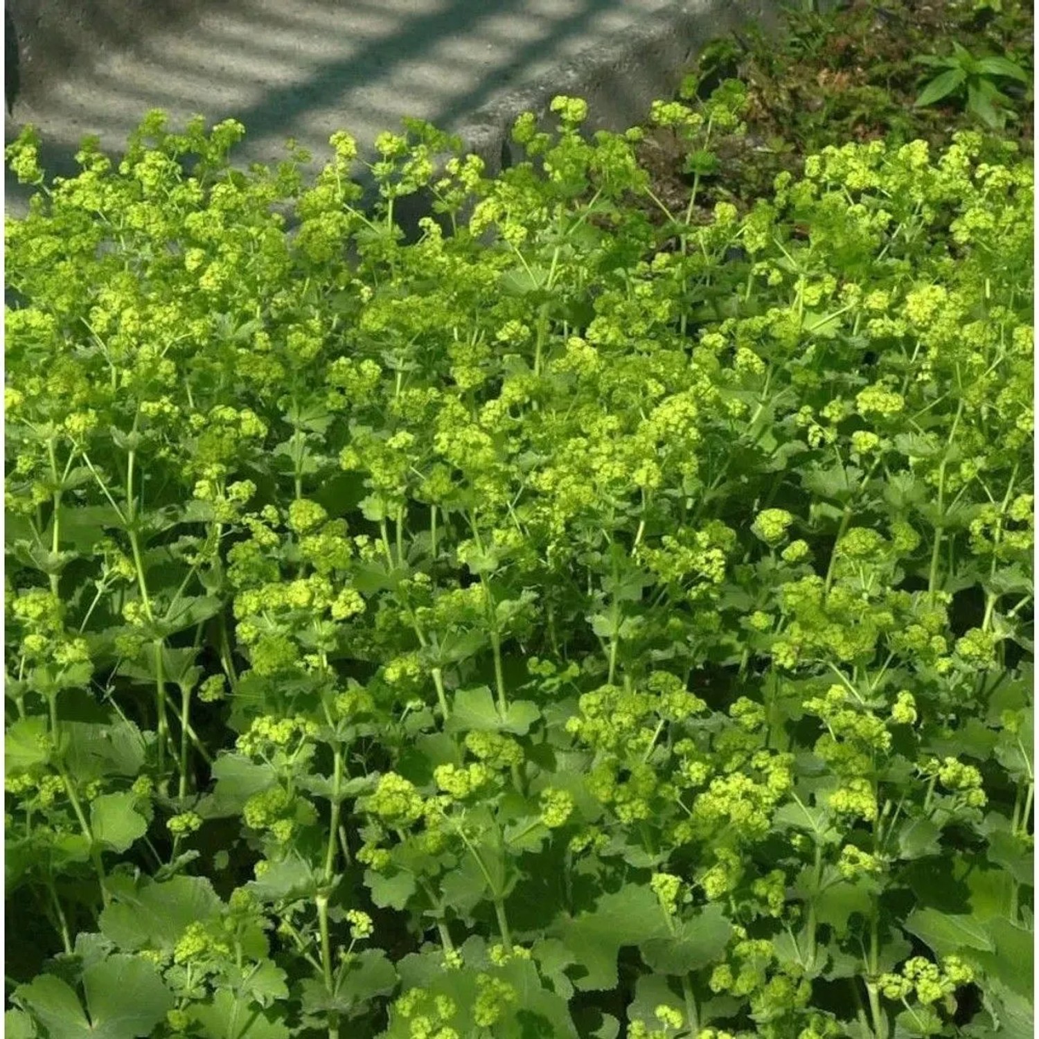 Frauenmantel 'Thriller' (Alchemilla mollis) mit hellgrünen Blüten und Blättern.