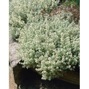 Teppichthymian 'Duftkissen' im Topf, eine winterharte Staude mit zarten Blüten.