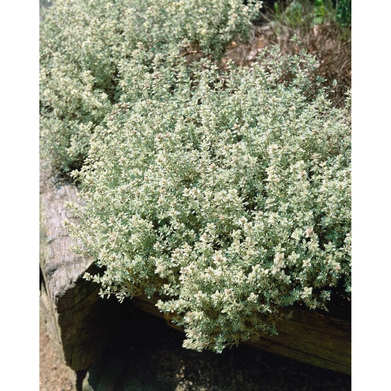 Thymus X Cherlerioides Duftkissen Teppichthymian Ca. 9x9 cm Topf günstig online kaufen