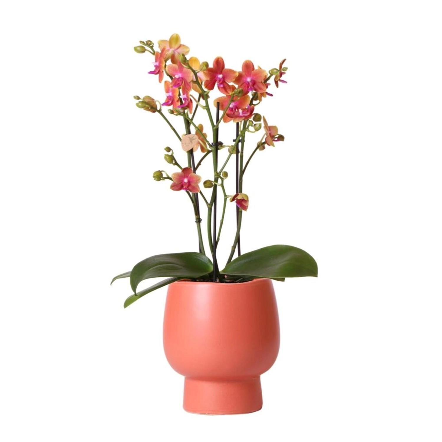 Kolibri Orchids Orange duftende Phalaenopsis Orchidee im terrakottafarbenen Scandic Topf Topfgröße 12cm