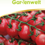 Samenpackung Stabtomate Supersweet 100 F1, Cocktailtomaten auf der Rispe.