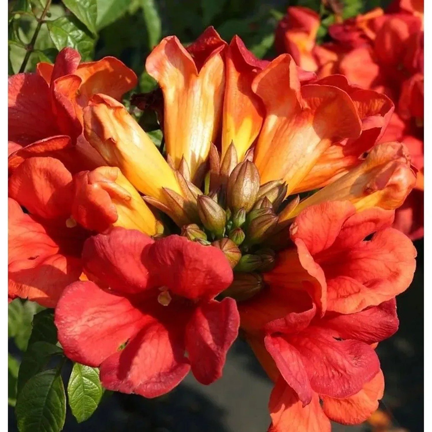 Große Klettertrompete Fire Trumpet Vine 80-100cm - Campsis tagliabuana