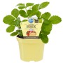Blu Bio-Erdbeere Gourmet im Topf (ca. 12cm). Erdbeerpflanze mit grünen Blättern im gelben Topf.