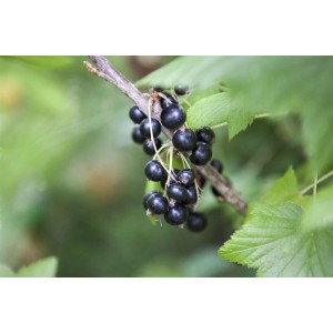 Nahaufnahme: Schwarze Johannisbeere 'Ben Sarek' mit reifen, dunklen Beeren am Strauch.
