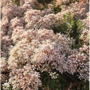 Niedriger Weißer Mauerpfeffer Coral Carpet (Sedum album) mit zarten, weißen Blüten.