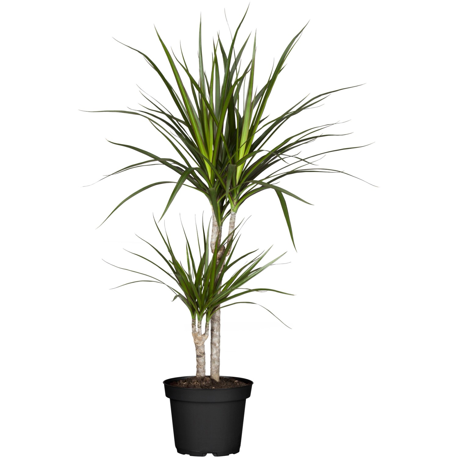 Drachenbaum 2er Stamm Topf-Ø ca. 17 cm Dracaena marginata