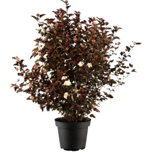 Blasenspiere 'Diabolo' im Topf: Dunkelrotes Laub und weiße Blüten, ca. 40-60 cm hoch.