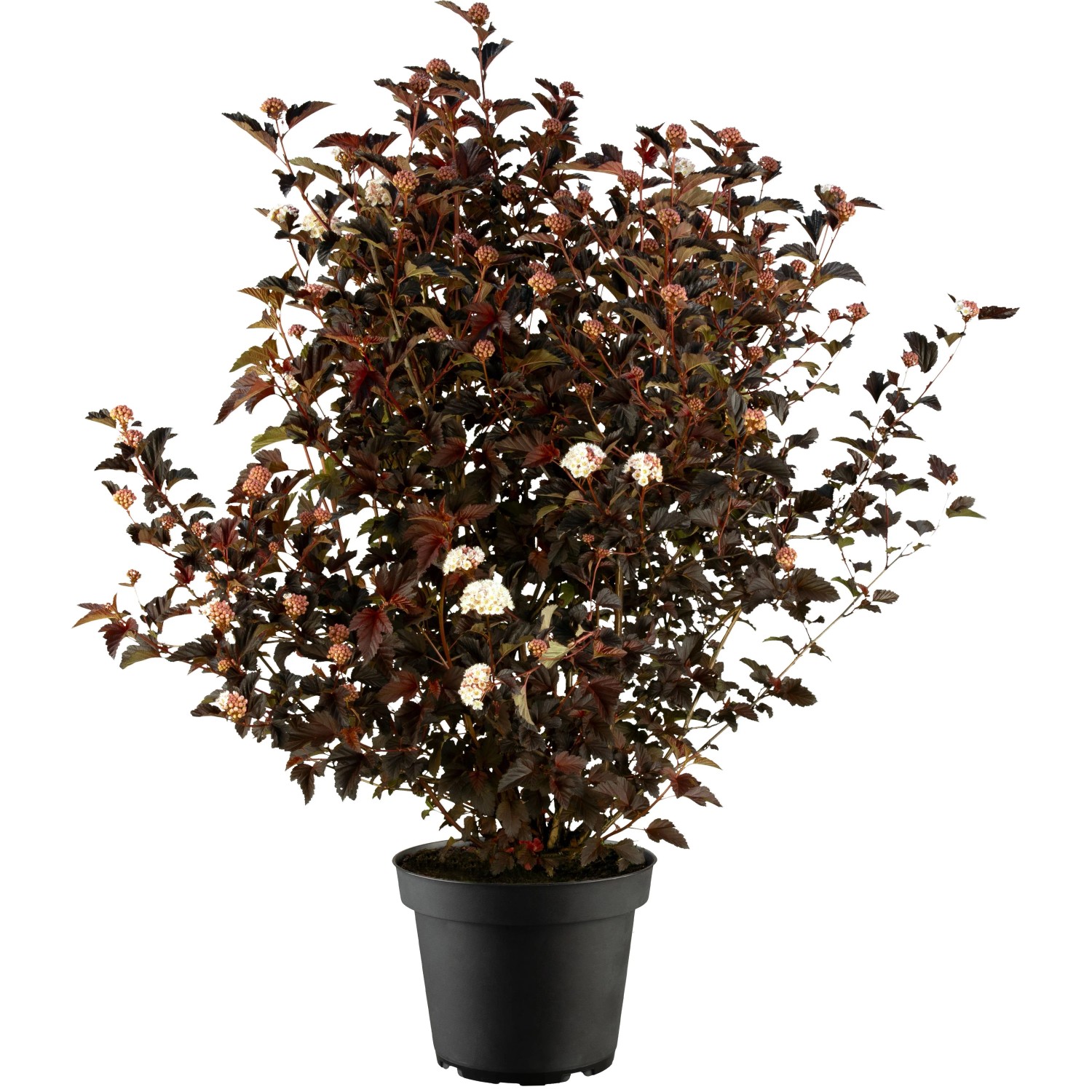 GROW by OBI Blasenspiere 'Diabolo' ca. 40 - 60 cm Topf ca. 5, Physocarpus