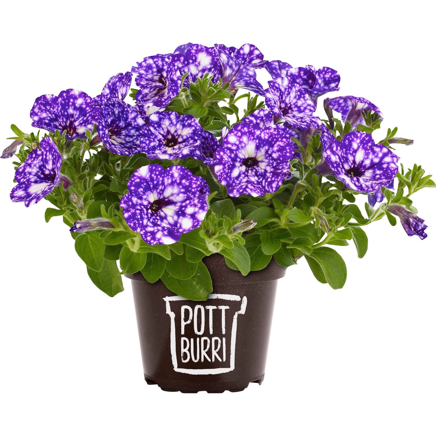 Pottburri Petunie Sonderfarben im Topf, lila-weiß gesprenkelt, für Beet und Balkon.