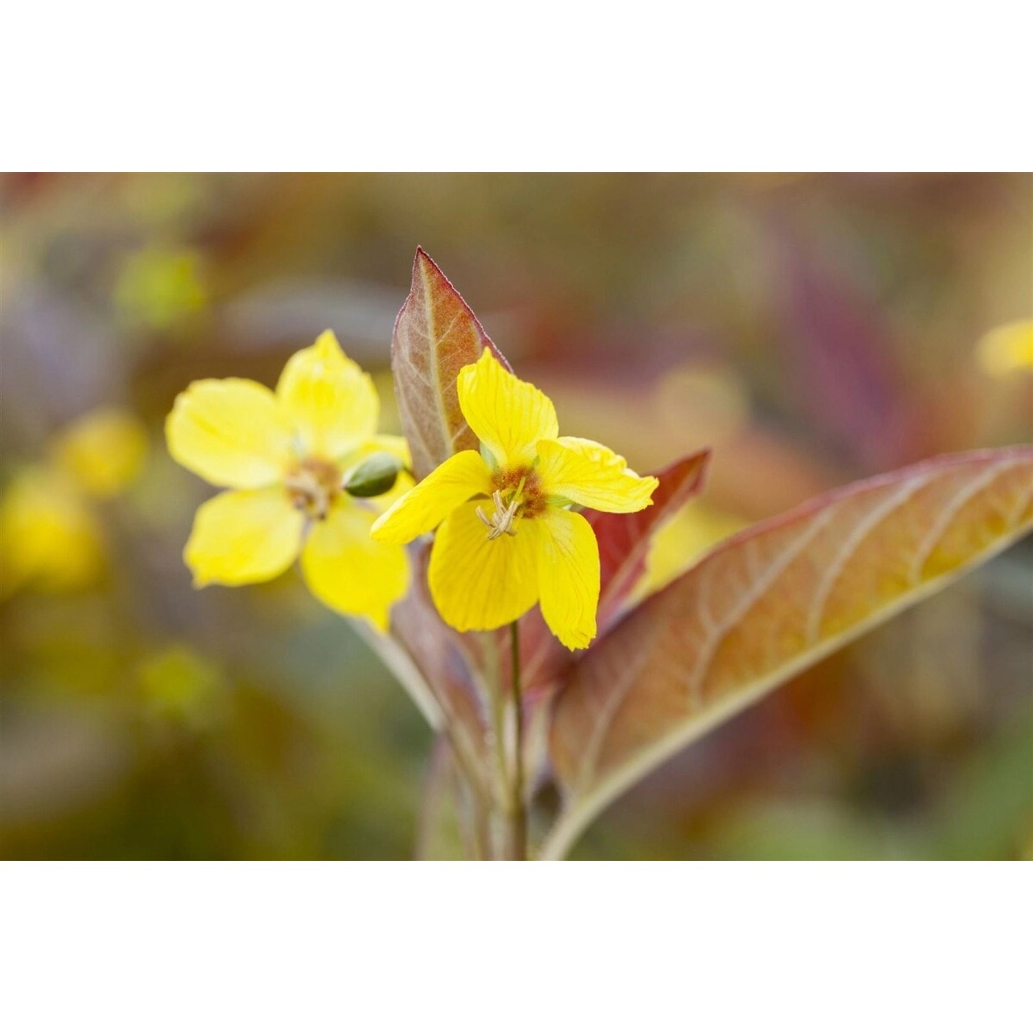 Lysimachia Ciliata Firecracker Zottiges Weidenröschen Ca. 9x9 cm Topf günstig online kaufen
