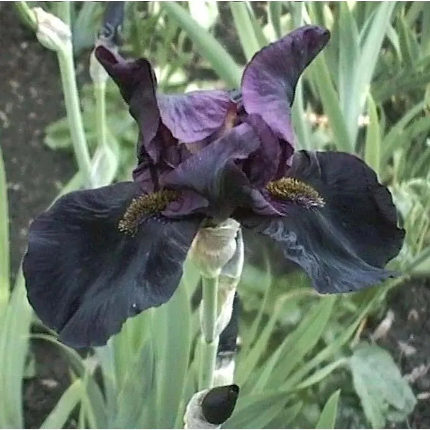 Schwertlilie Supersimon - Iris barbata