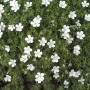 Nahaufnahme von Waldstorchschnabel Album (Geranium sylvaticum) mit weißen Blüten.