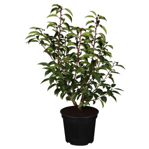 Portugiesischer Kirschlorbeer Angustifolia im Topf, 30-40 cm hoch, dunkelgrüne Blätter.