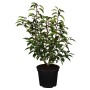 Portugiesischer Kirschlorbeer Angustifolia im Topf, 30-40 cm hoch, dunkelgrüne Blätter.