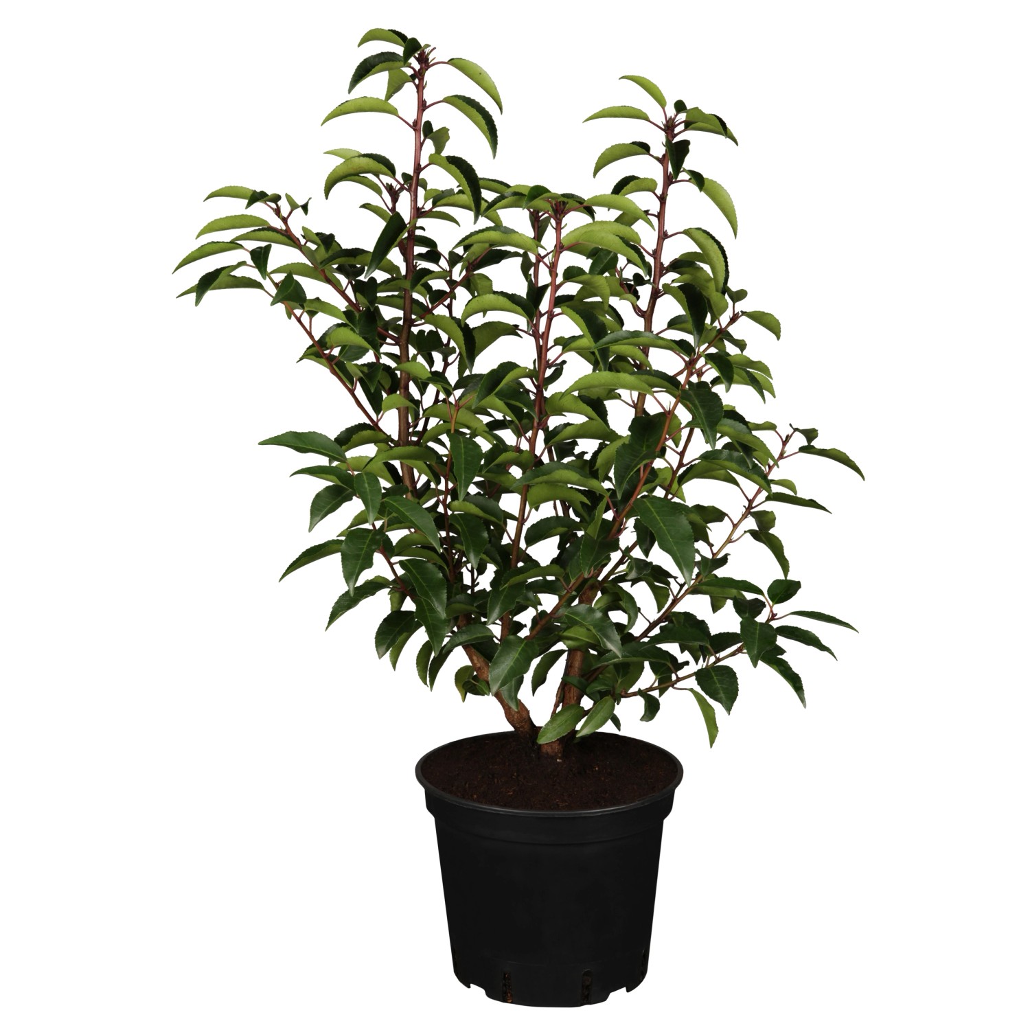 Portugiesischer Kirschlorbeer Angustifolia 30-40 cm Ø 17 cm Prunus lusitani günstig online kaufen