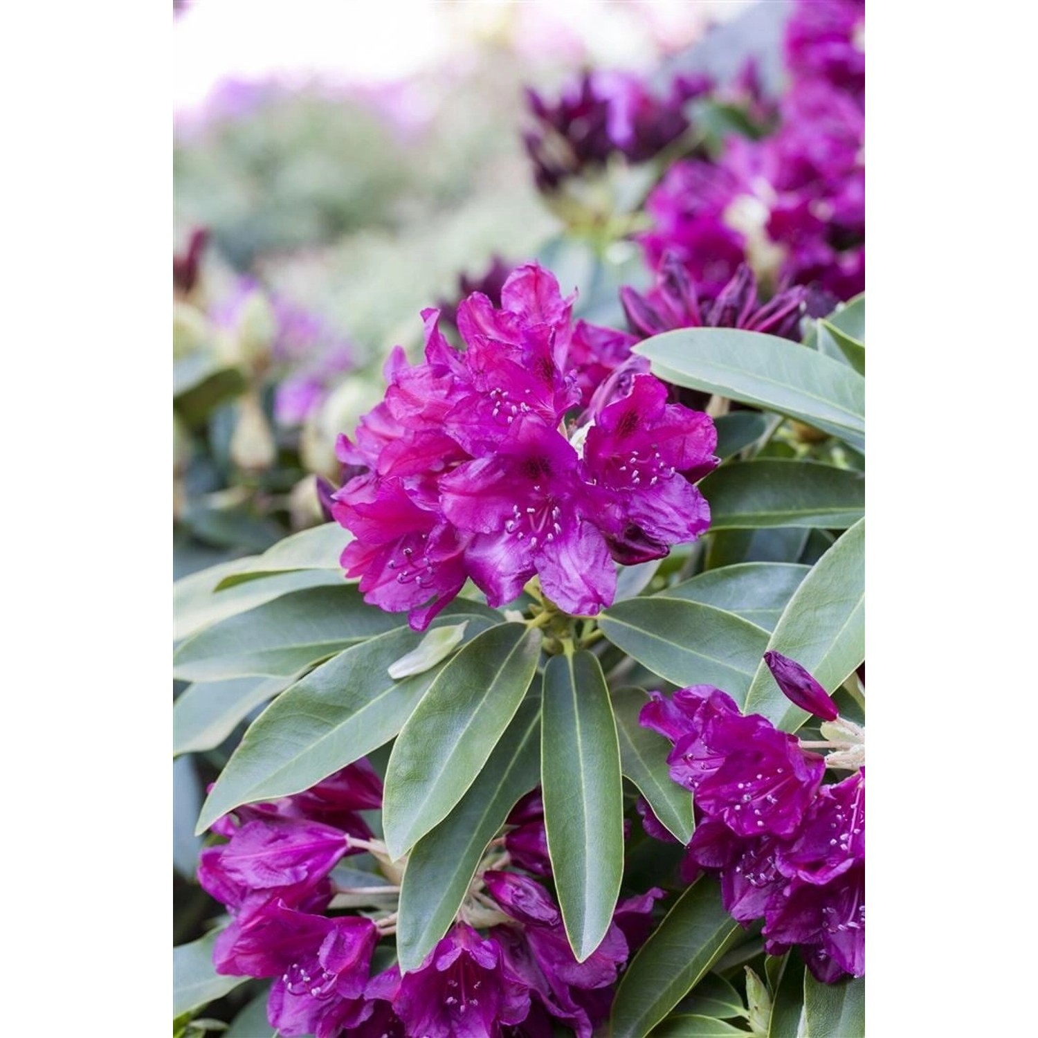 Rhododendron Hybr. Old Port Dunkelrot 70–80 cm günstig online kaufen