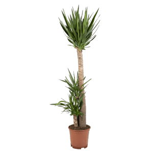 Palmlilie (Yucca) mit 3 Stämmen, ca. 170-180 cm hoch, im Topf. Dekorative Zimmerpflanze.